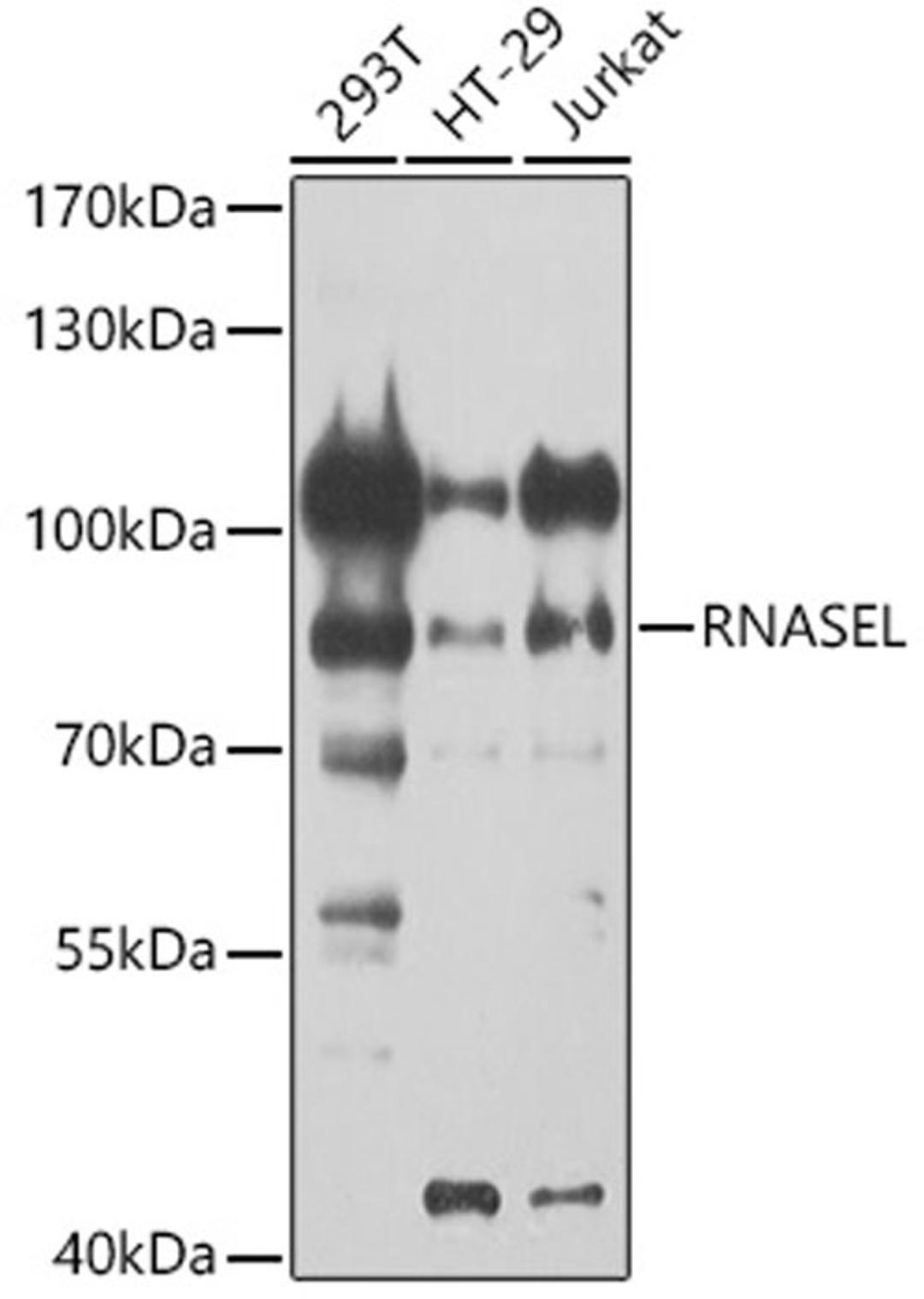 Western blot - RNASEL antibody (A9840)