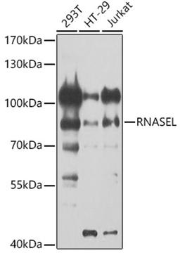 Western blot - RNASEL antibody (A9840)