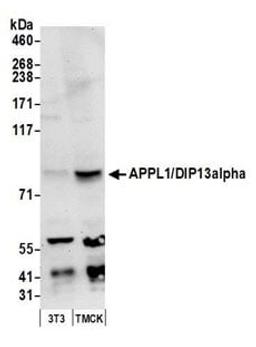 Detection of mouse APPL1/DIP13alpha by western blot.