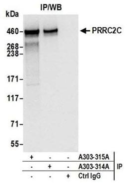 Detection of human PRRC2C by western blot of immunoprecipitates.