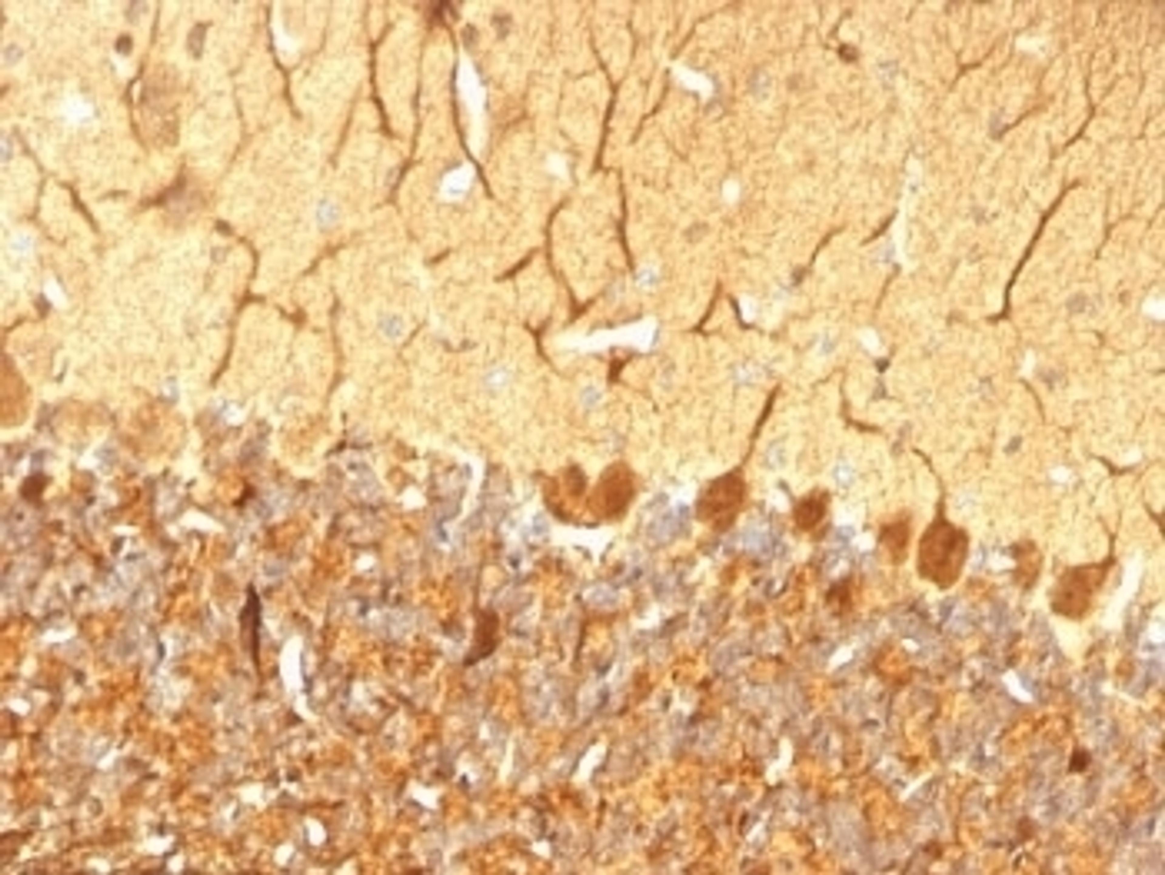 Formalin-fixed, paraffin-embedded rat cerebellum stained with anti-PGP9.5 antibody (SPM574).