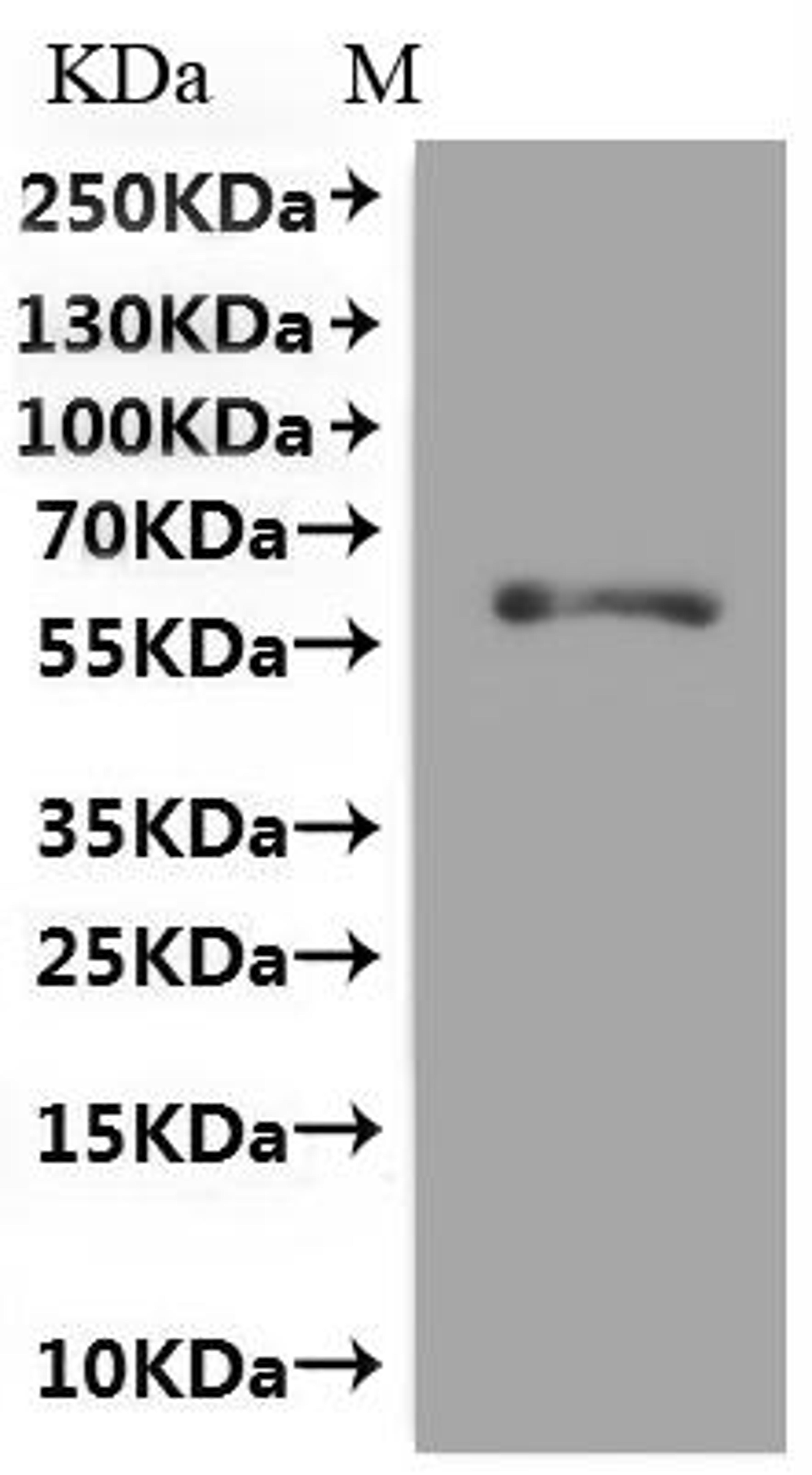 CSB-MP009911RA2(M) is detected by Mouse anti-GFP monoclonal antibody.