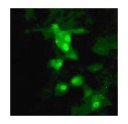 Immunocytochemistry/Immunofluorescence: Avian Flu Matrix Protein 1 Antibody [NB100-1933] - Staining of influenza-infected MDCK cells using NB100-1933 at 1:10 dilution.  Image Courtesy of Catherine Thompson, The University of Reading.