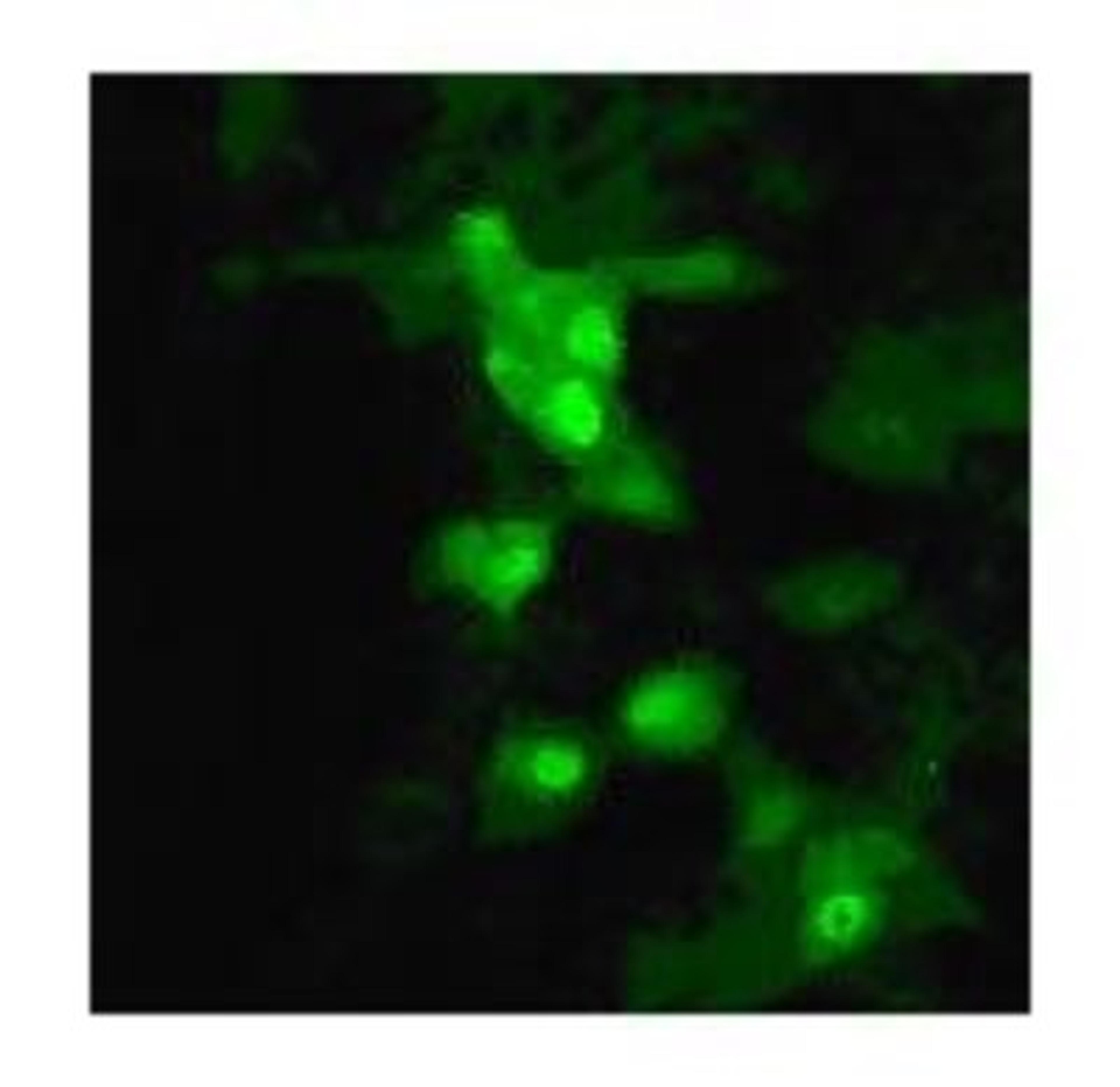 Immunocytochemistry/Immunofluorescence: Avian Flu Matrix Protein 1 Antibody [NB100-1933] - Staining of influenza-infected MDCK cells using NB100-1933 at 1:10 dilution.  Image Courtesy of Catherine Thompson, The University of Reading.