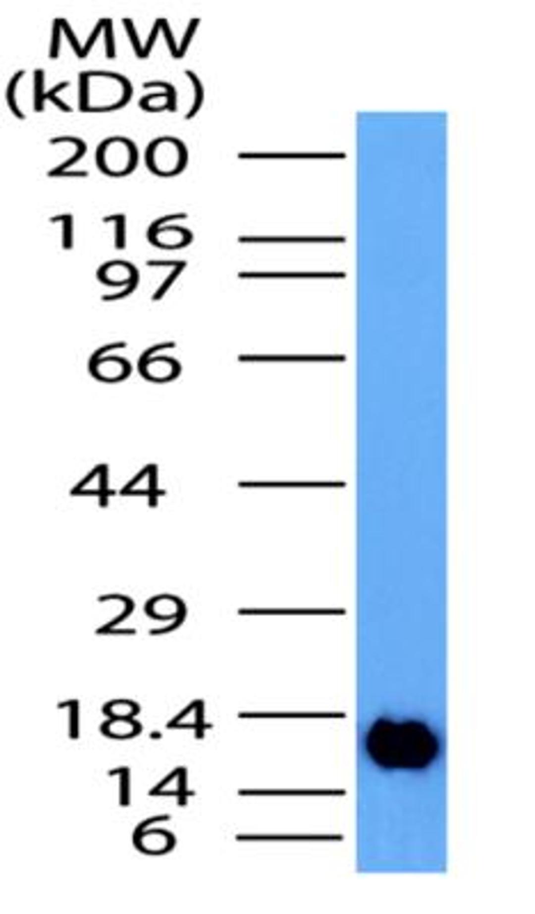 Western Blot: CD137 Antibody [NBP2-31365] - WB detection of CD137 partial recombinant protein by using CD137 antibody at a concentration of 0.01 ug/ml.