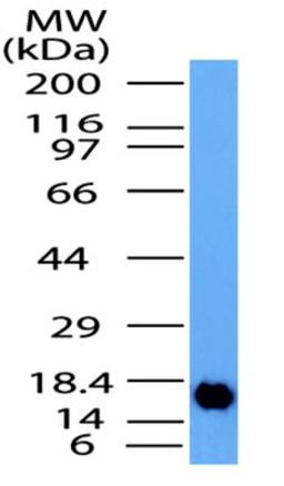 Western Blot: CD137 Antibody [NBP2-31365] - WB detection of CD137 partial recombinant protein by using CD137 antibody at a concentration of 0.01 ug/ml.