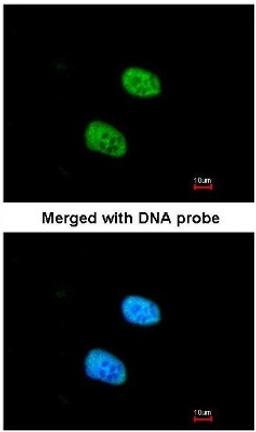 Immunocytochemistry/Immunofluorescence: Aly Antibody [NBP1-33598] - Paraformaldehyde-fixed HeLa, using Aly (NBP1-33598) antibody at 1:200 dilution.