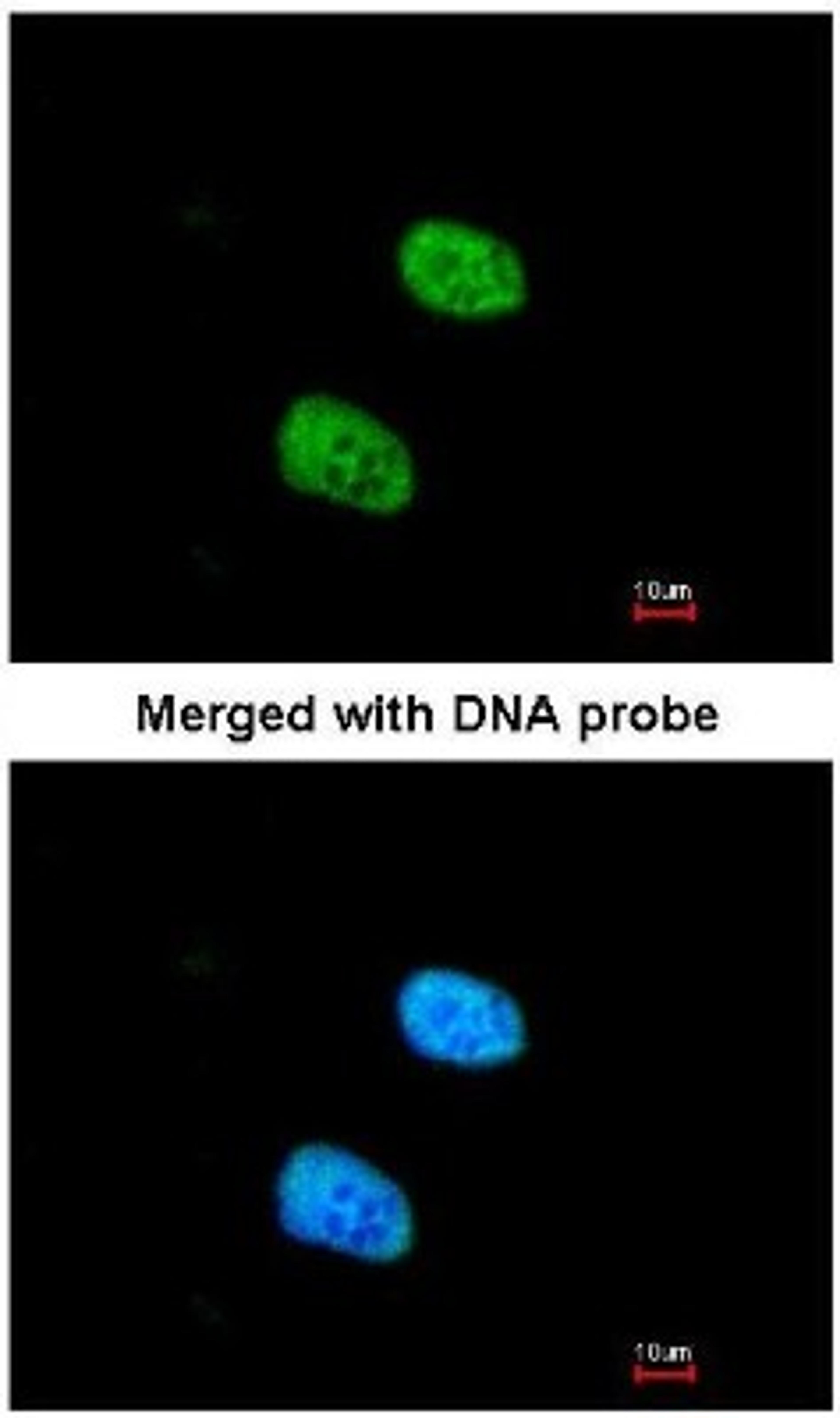 Immunocytochemistry/Immunofluorescence: Aly Antibody [NBP1-33598] - Paraformaldehyde-fixed HeLa, using Aly (NBP1-33598) antibody at 1:200 dilution.