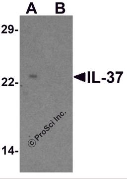 Western blot analysis of IL-37 in human lung tissue lysate with IL-37 antibody at 1 μg/ml in (A) the presence and (B) the absence of blocking peptide.