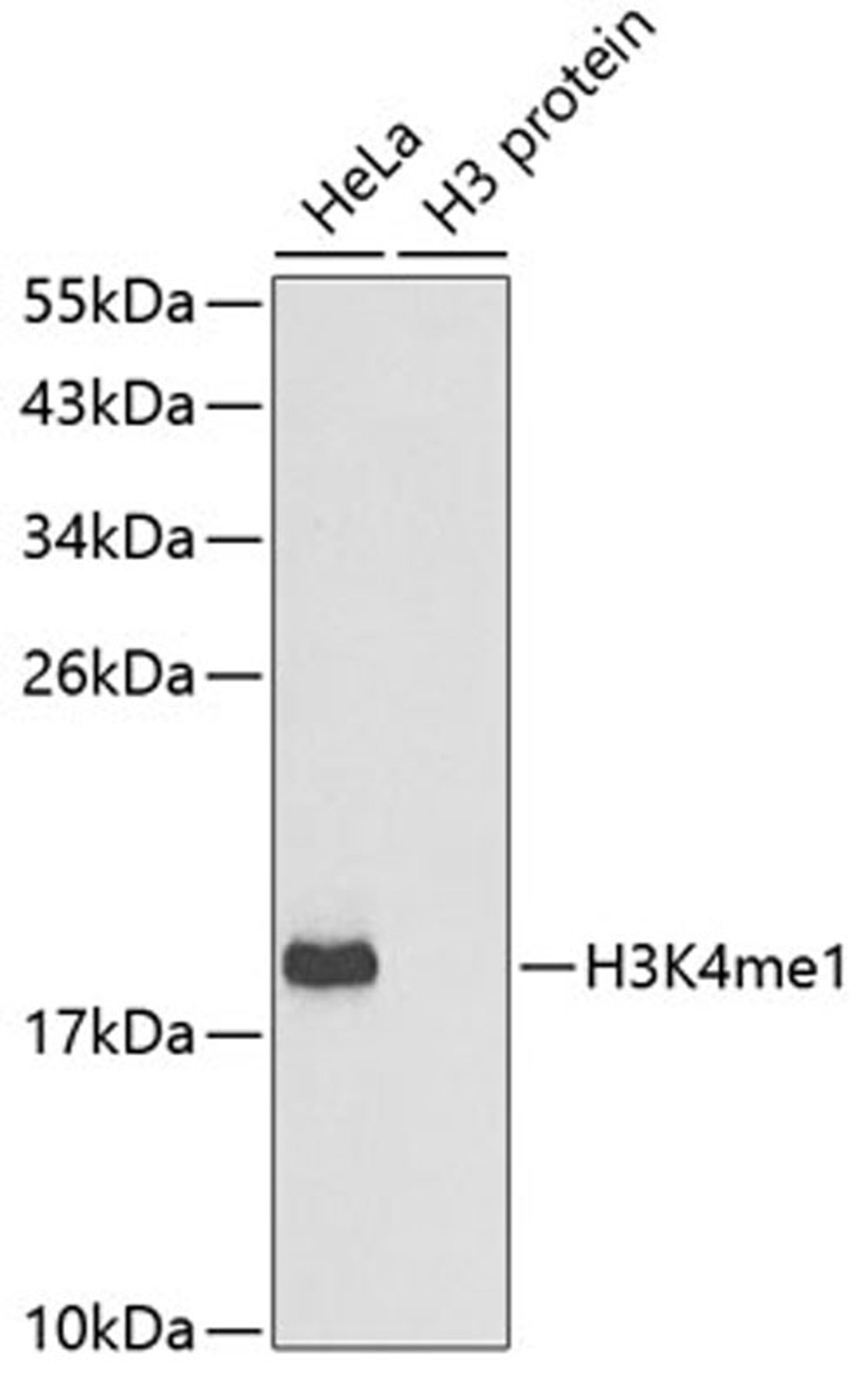 Western blot - MonoMethyl-Histone H3-K4 antibody (A2355)