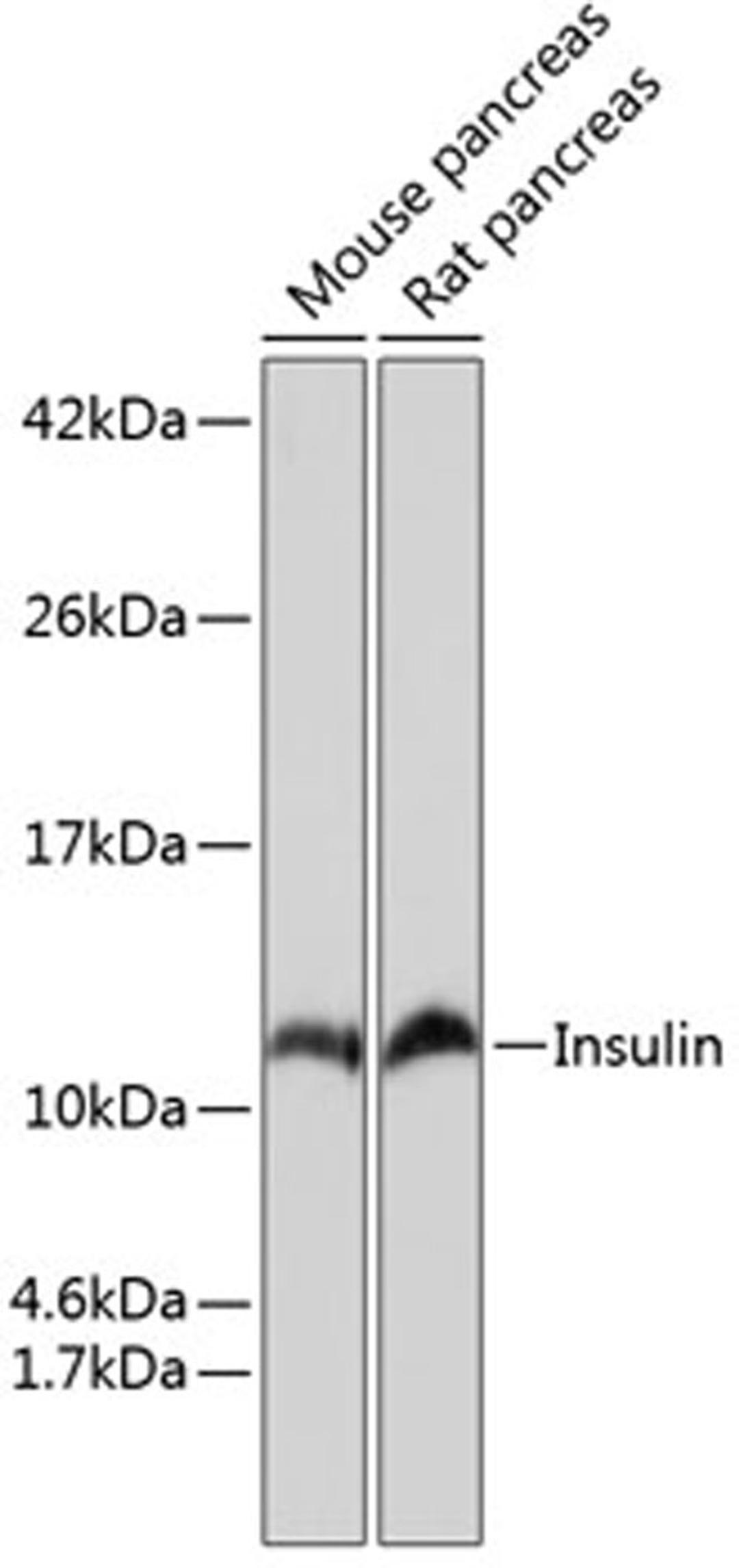 Western blot - Insulin antibody (A19066)