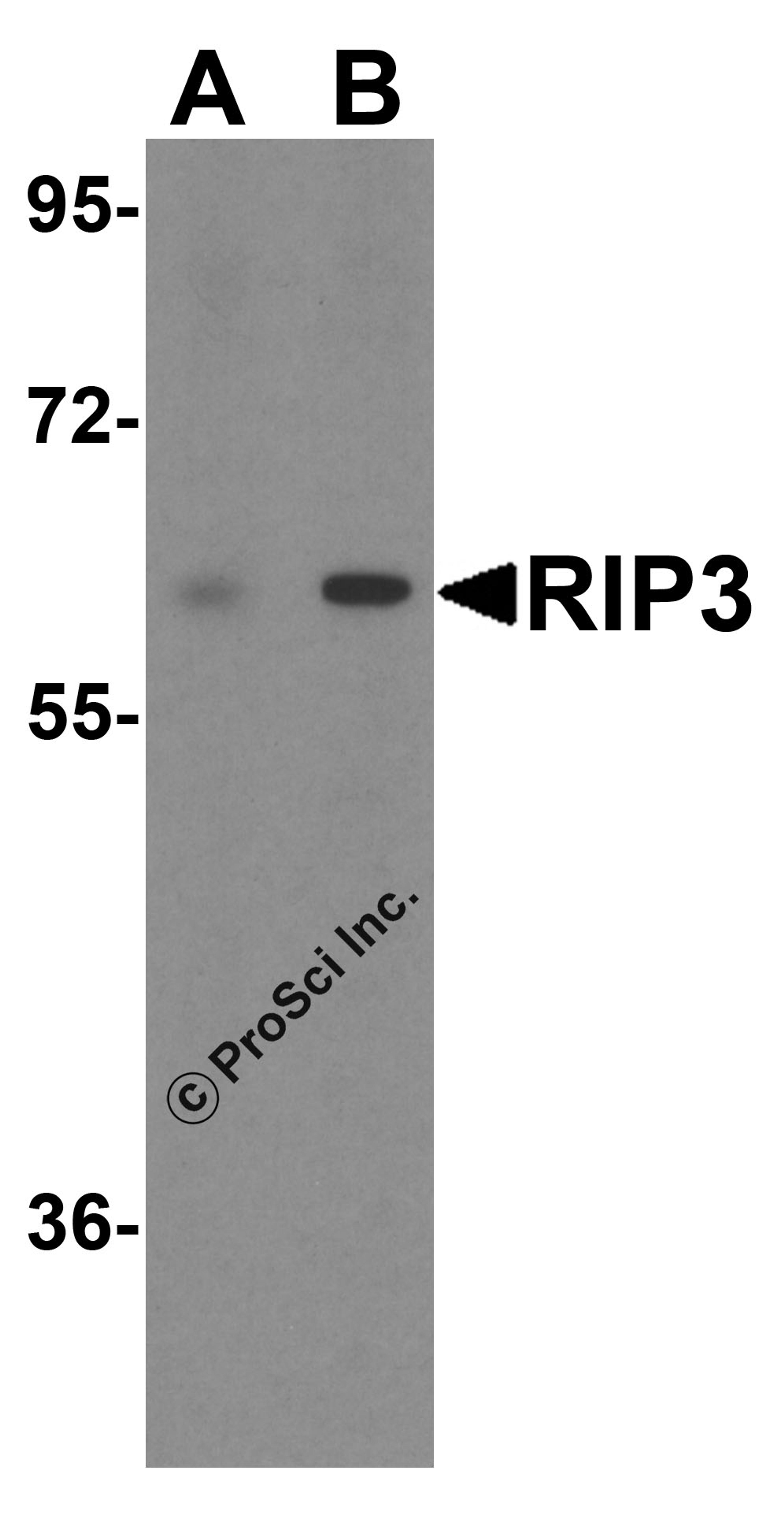 Western blot analysis of RIP3 in HeLa cell lysate with RIP3 antibody at (A) 1 and (B) 2 &#956;g/mL.