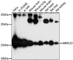 Western blot - MRPL23 antibody (A16424)