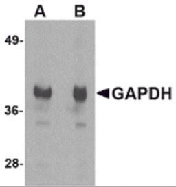 Western blot analysis of GAPDH in HeLa cell lysate with GAPDH antibody at (A) 1 and (B) 2 &#956;g/mL.