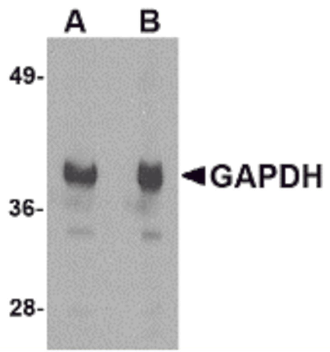 Western blot analysis of GAPDH in HeLa cell lysate with GAPDH antibody at (A) 1 and (B) 2 μg/mL.