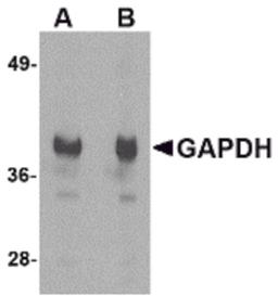 Western blot analysis of GAPDH in HeLa cell lysate with GAPDH antibody at (A) 1 and (B) 2 μg/mL.