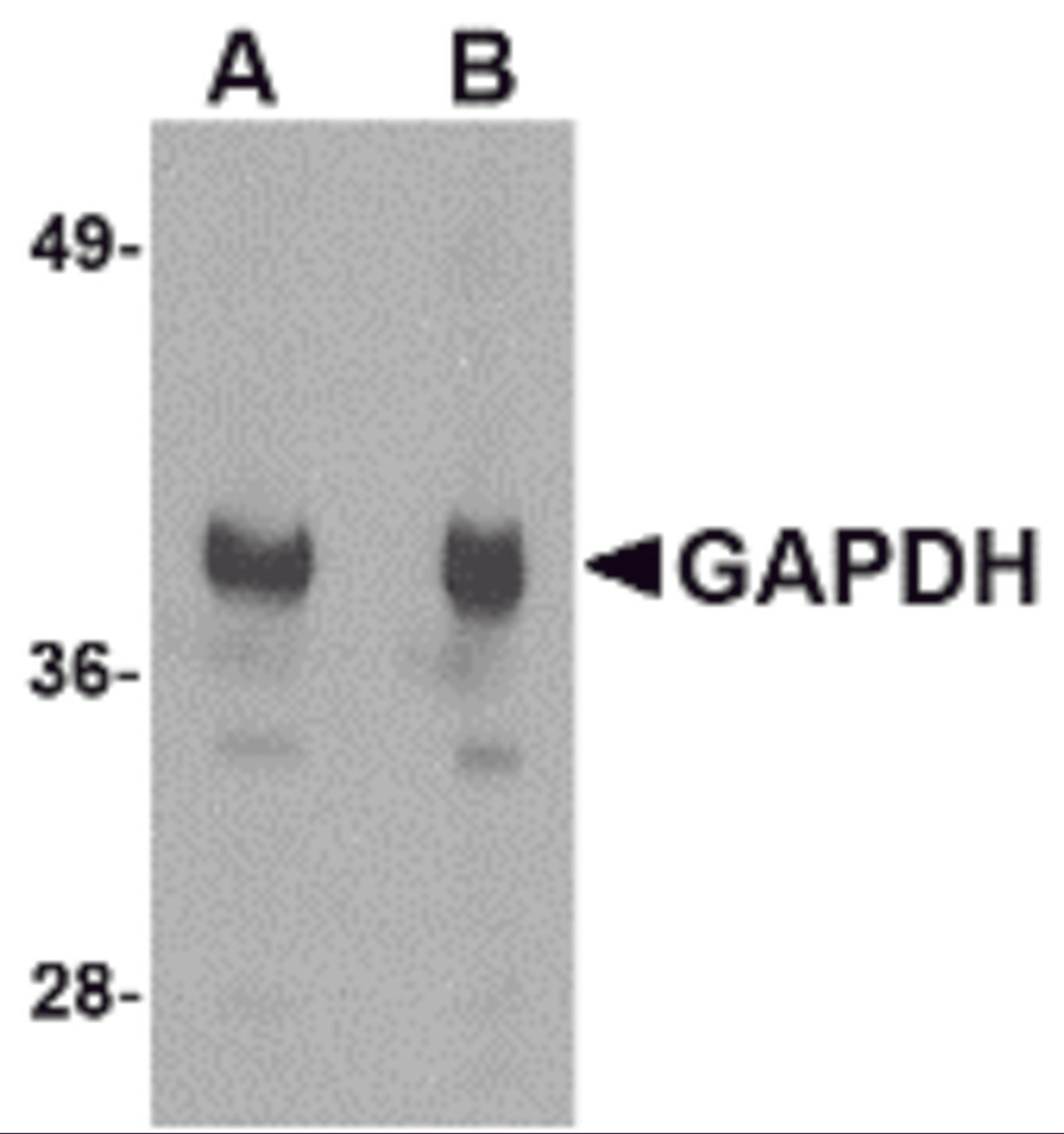 Western blot analysis of GAPDH in HeLa cell lysate with GAPDH antibody at (A) 1 and (B) 2 μg/mL.