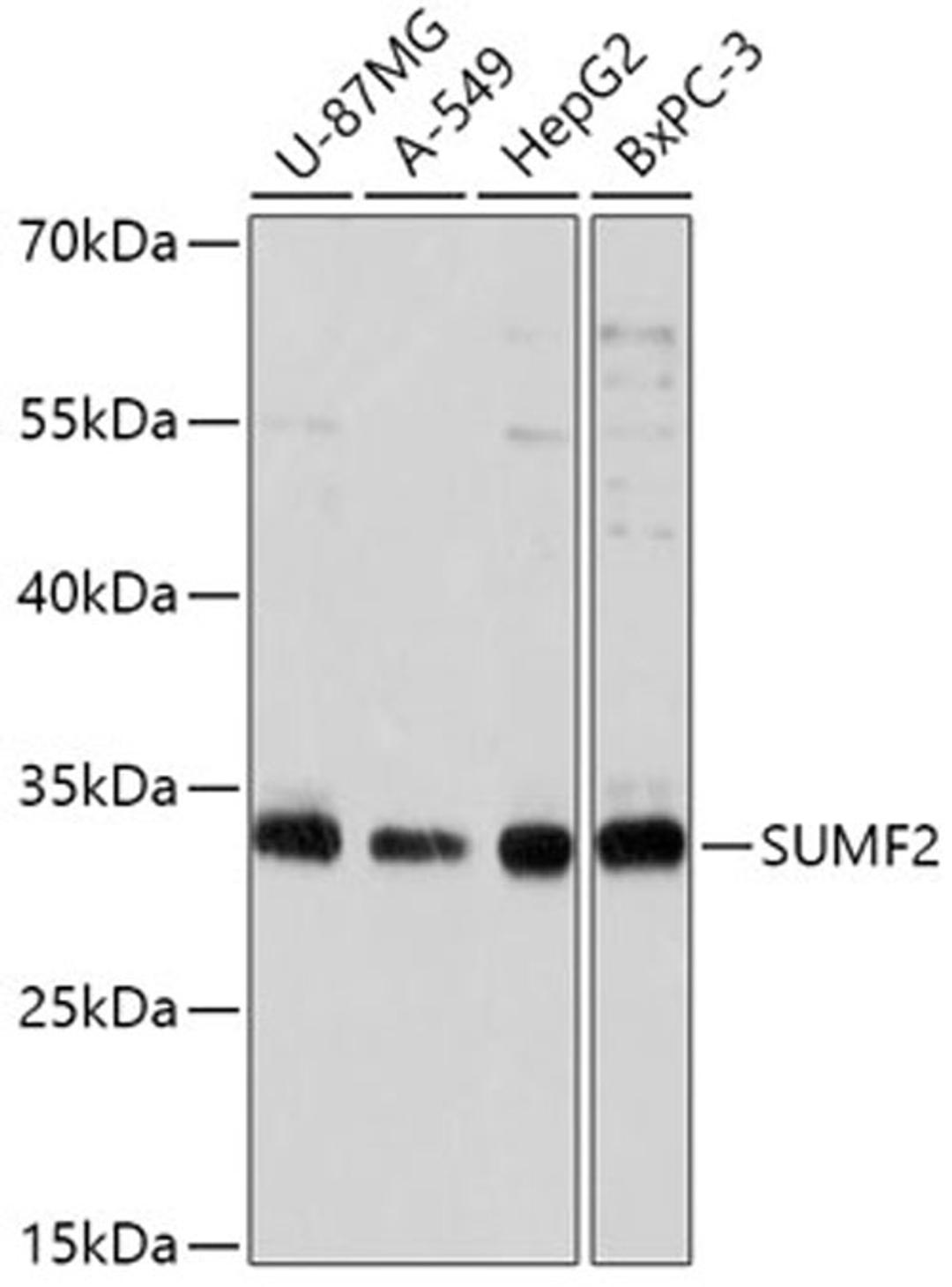 Western blot - SUMF2 antibody (A17671)