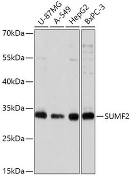 Western blot - SUMF2 antibody (A17671)