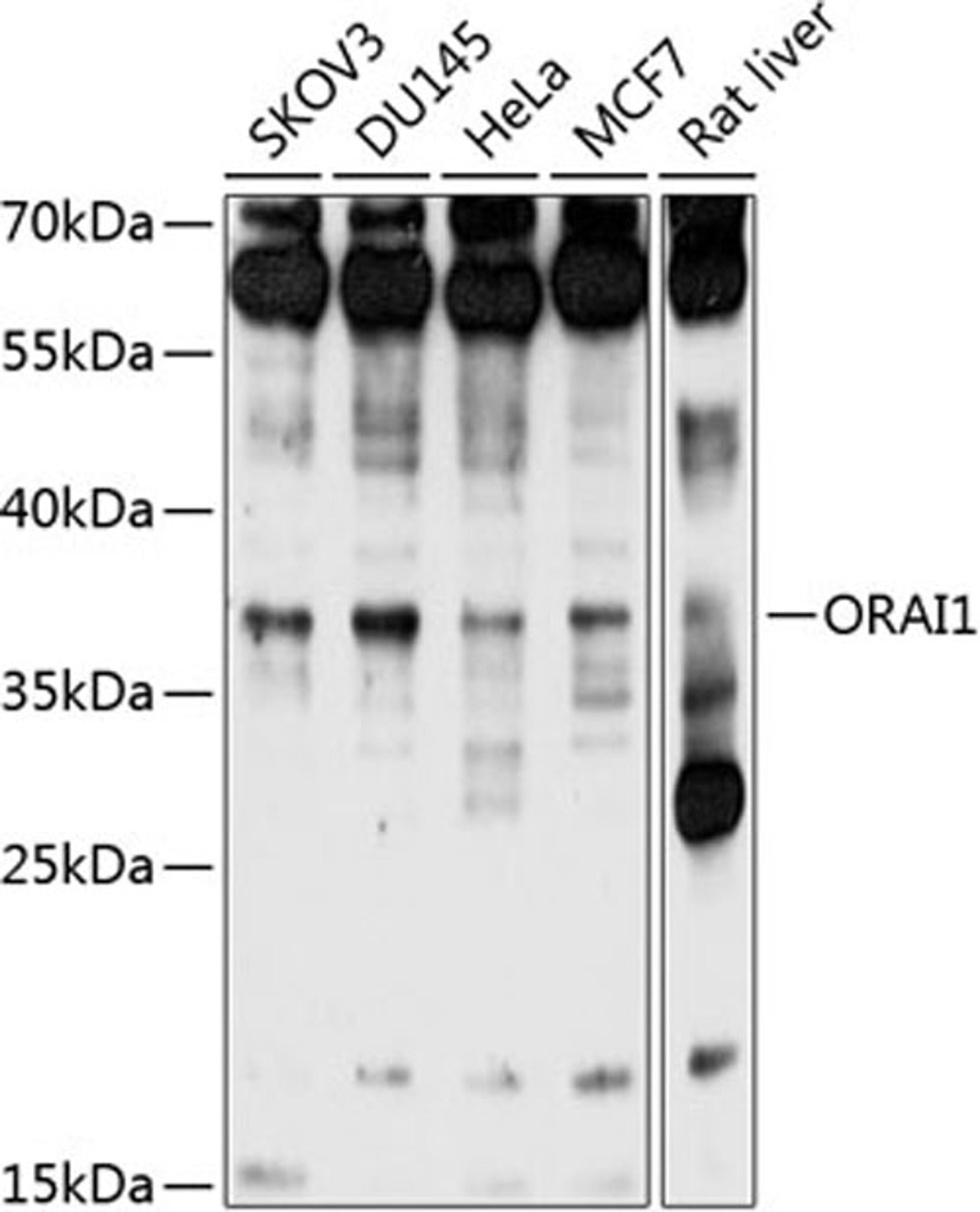 Western blot - ORAI1 antibody (A7412)