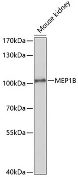 Western blot - MEP1B antibody (A10085)