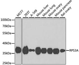 Western blot - RPS3A antibody (A5885)