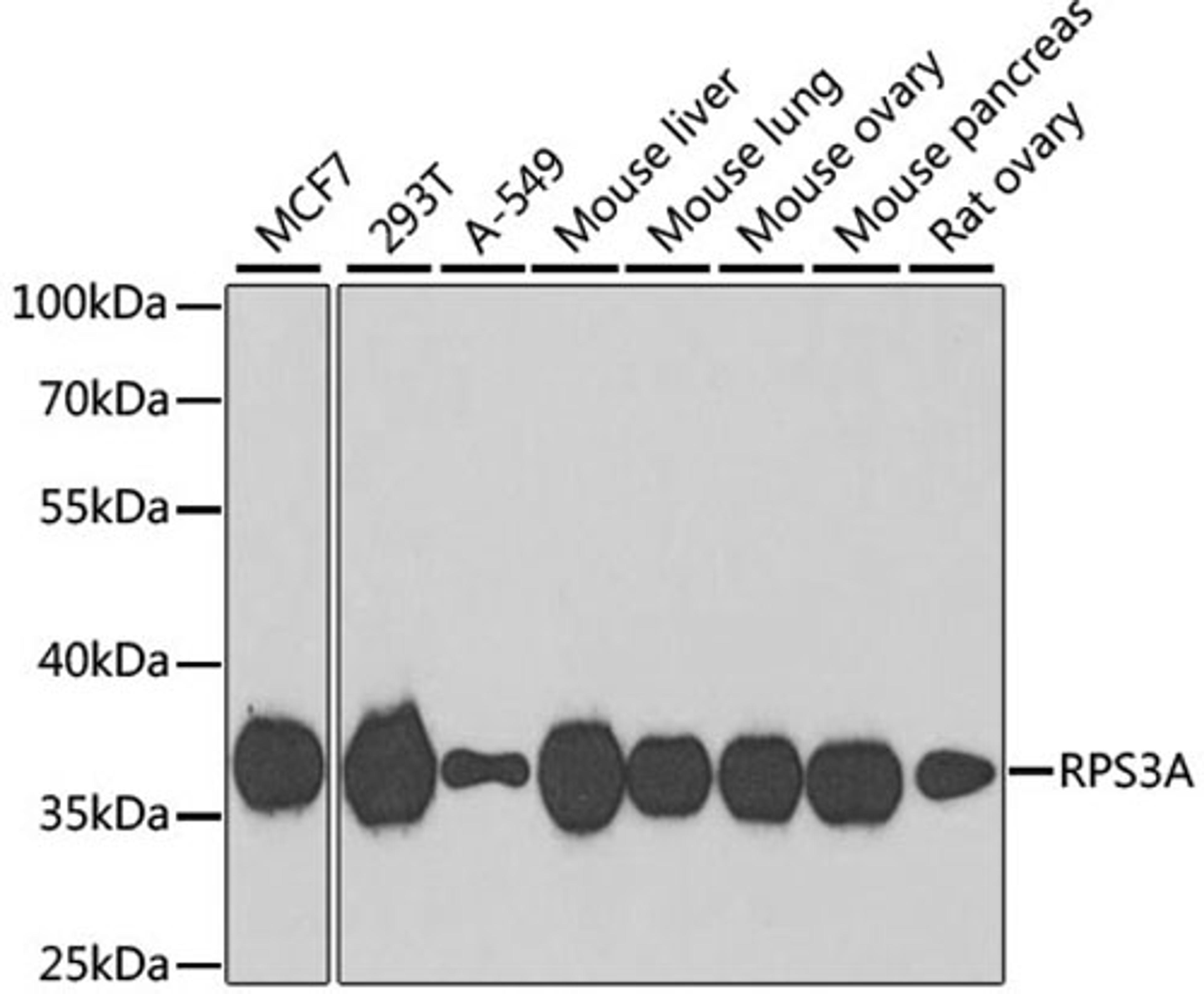 Western blot - RPS3A antibody (A5885)