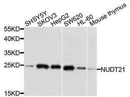 Western blot analysis of extracts of various cells using NUDT21 antibody