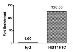 Chromatin Immunoprecipitation Hela (10<sup>6</sup>) were treated with Benzanase, sonicated, and immunoprecipitated with 5µg anti-HIST1H1C (CSB-PA010378OA22nhibHU) or a control normal rabbit IgG. The resulting ChIP DNA was quantified using real-time PCR with primers against the β-Globin promoter.