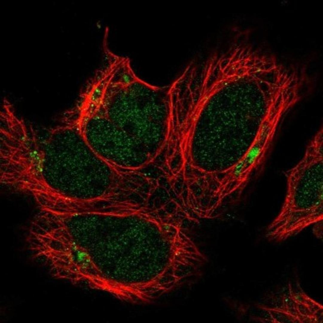 Immunofluorescence: FAM125A Antibody [NBP1-91883] - Staining of human cell line HEK 293 shows positivity in nucleus but not nucleoli & aggresome.