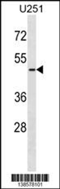 Western blot analysis in U251 cell line lysates (35ug/lane).