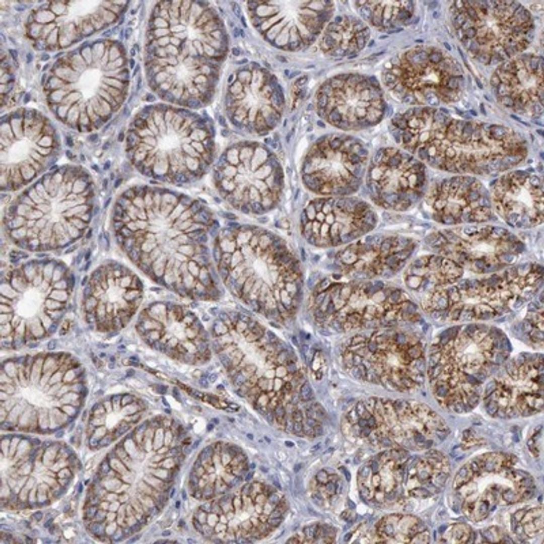 Immunohistochemistry-Paraffin: Flotillin-1 Antibody [NBP1-87498] - Staining of human stomach shows distinct cytoplasmic and membranous positivity with a granular pattern.