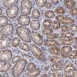 Immunohistochemistry-Paraffin: Flotillin-1 Antibody [NBP1-87498] - Staining of human stomach shows distinct cytoplasmic and membranous positivity with a granular pattern.