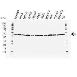 Western blot analysis of whole cell lysates