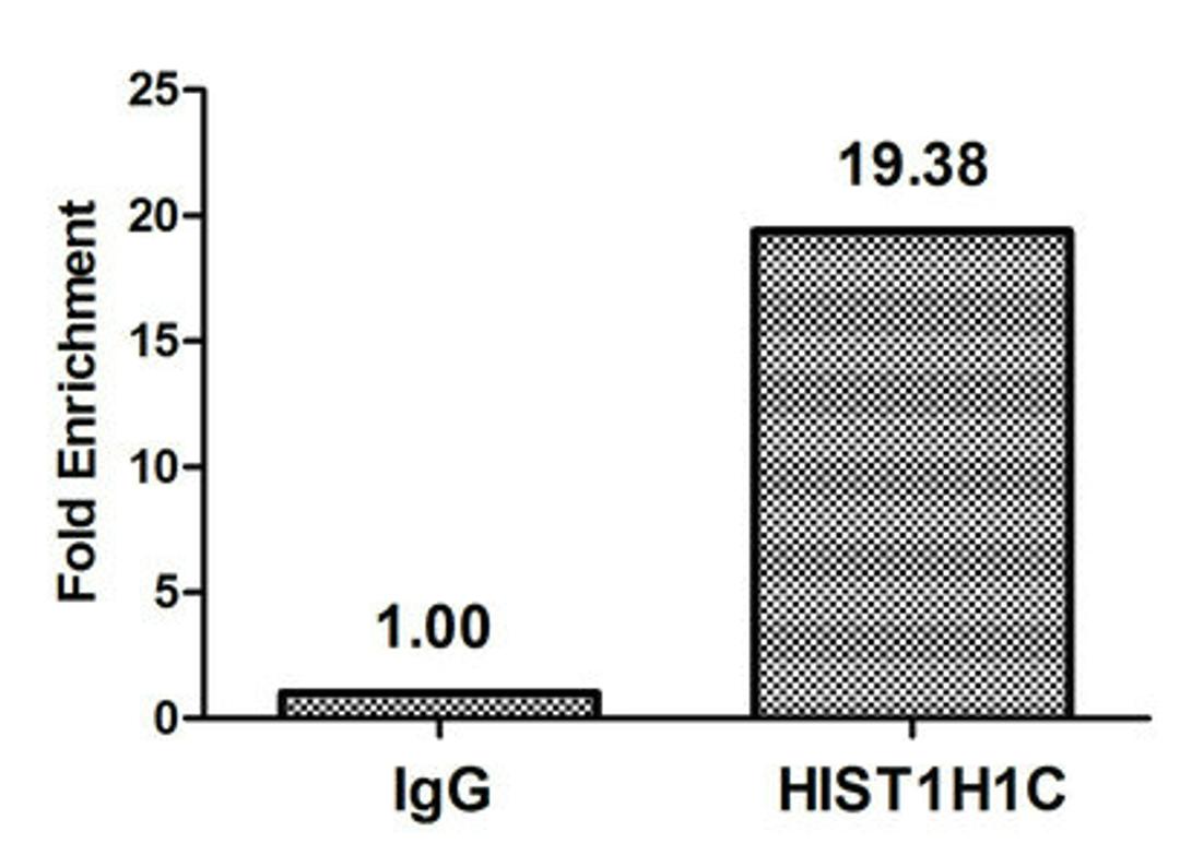 Chromatin Immunoprecipitation Hela (10<sup>6</sup>, treated with 30mM sodium butyrate for 4h) were treated with Micrococcal Nuclease, sonicated, and immunoprecipitated with 5µg anti-HIST1H1C (CSB-PA010378OA74forHU) or a control normal rabbit IgG. The resulting ChIP DNA was quantified using real-time PCR with primers against the β-Globin promoter.