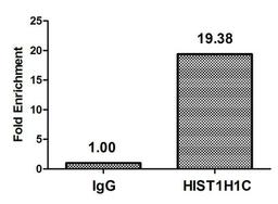Chromatin Immunoprecipitation Hela (10<sup>6</sup>, treated with 30mM sodium butyrate for 4h) were treated with Micrococcal Nuclease, sonicated, and immunoprecipitated with 5µg anti-HIST1H1C (CSB-PA010378OA74forHU) or a control normal rabbit IgG. The resulting ChIP DNA was quantified using real-time PCR with primers against the β-Globin promoter.
