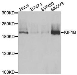 Western blot analysis of extracts of various cell lines using KIF1B antibody