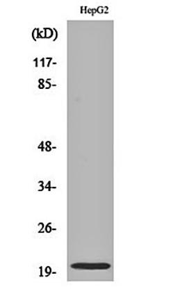 Western blot analysis of HepG2 cell lysates using Neuromedin-U antibody