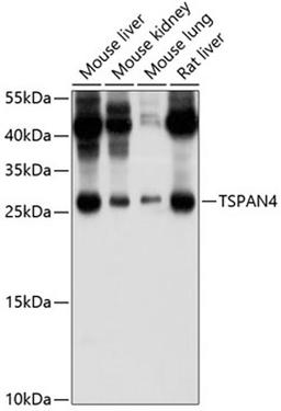 Western blot - TSPAN4 antibody (A10253)