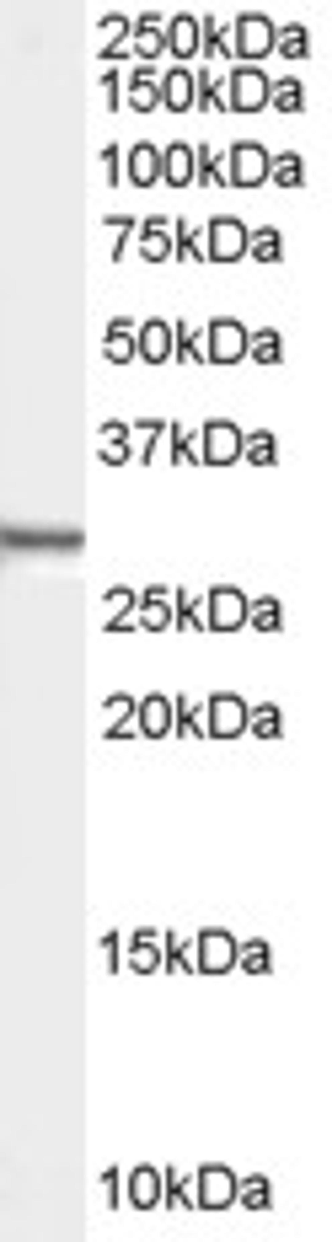 46-459 (0.01ug/ml) staining of Human HEK293 cell lysate (35ug protein in RIPA buffer). Primary incubation was 1 hour. Detected by chemiluminescence.