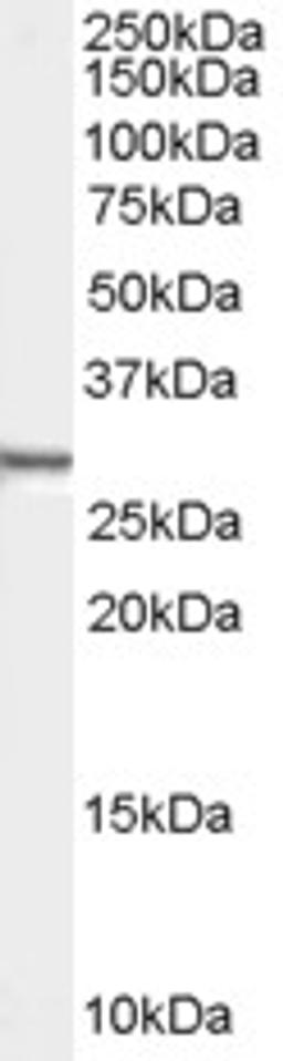 46-459 (0.01ug/ml) staining of Human HEK293 cell lysate (35ug protein in RIPA buffer). Primary incubation was 1 hour. Detected by chemiluminescence.