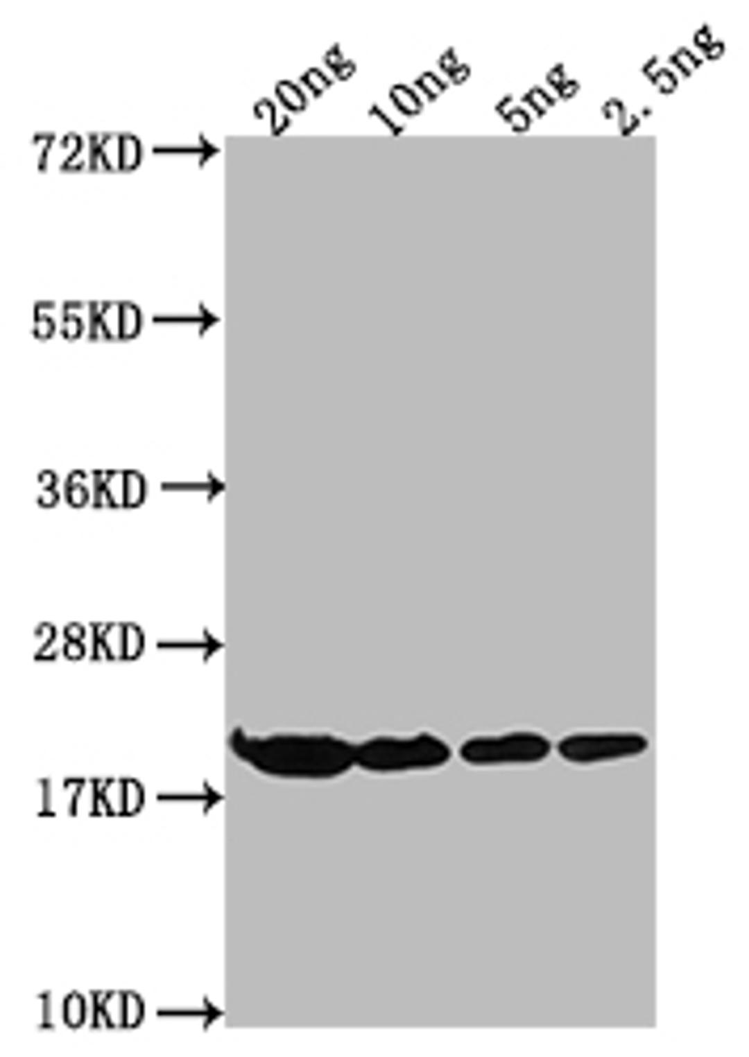 Western Blot. Positive WB detected in Recombinant protein. All lanes: HNS antibody at 1:2000. Secondary. Goat polyclonal to rabbit IgG at 1/50000 dilution. Predicted band size: 19.21 kDa. Observed band size: 21 kDa. 