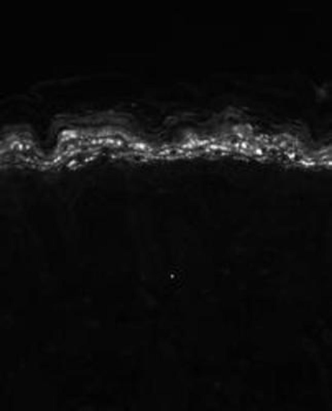 Immunohistochemistry-Paraffin: Kv1.5 Antibody (S7-45) [NBP2-12922] - KCNA5 Antibody (S7-45) [NBP2-12922] - Mouse backskin sections.