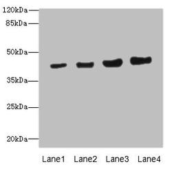 Western blot. All lanes: PPM1A antibody at 6.88µg/ml. Lane 1: HepG2 whole cell lysate. Lane 2: SH-SY5Y whole cell lysate. Lane 3: Mouse liver tissue. Lane 4: Mouse brain tissue. Secondary. Goat polyclonal to rabbit IgG at 1/10000 dilution. Predicted band size: 43, 36, 52 kDa. Observed band size: 43 kDa