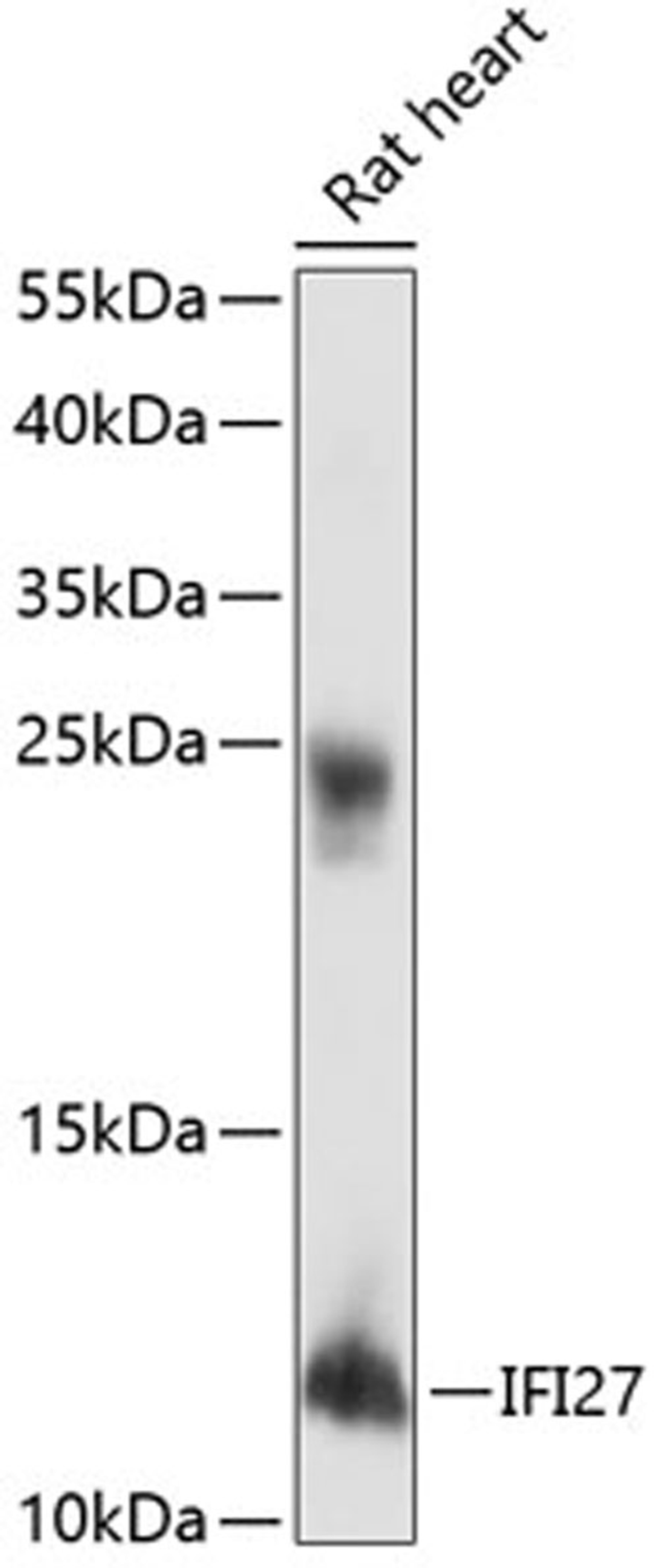 Western blot - IFI27 antibody (A14174)