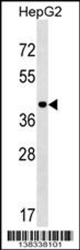 Western blot analysis in HepG2 cell line lysates (35ug/lane).