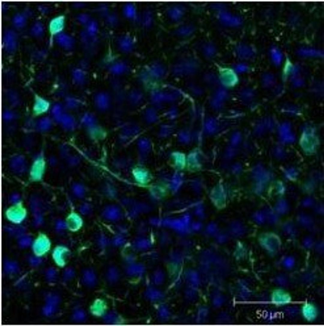 Immunofluorescence analysis of Mouse brain tissue using GFP (GOAT) antibody (Biotin)