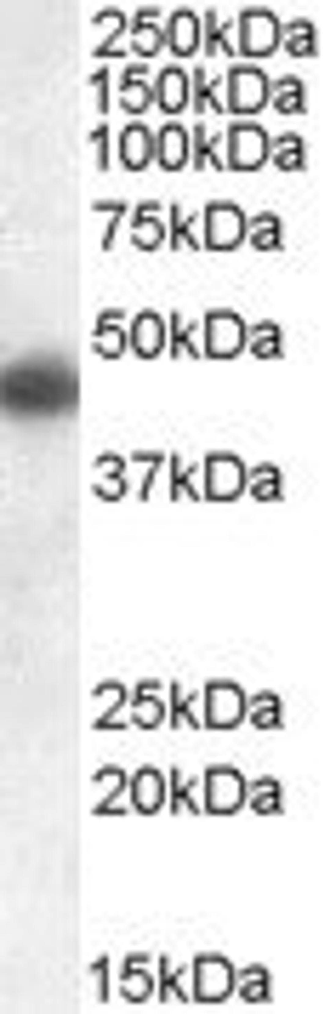 Western blot of human frontal cortex lysate probed with Goat anti human apolipoprotein L1 (AHP1896)