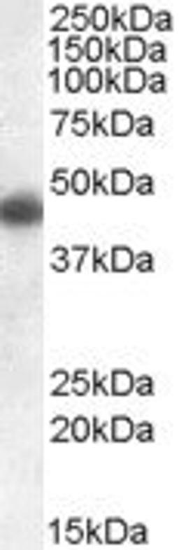 Western blot of human frontal cortex lysate probed with Goat anti human apolipoprotein L1 (AHP1896)