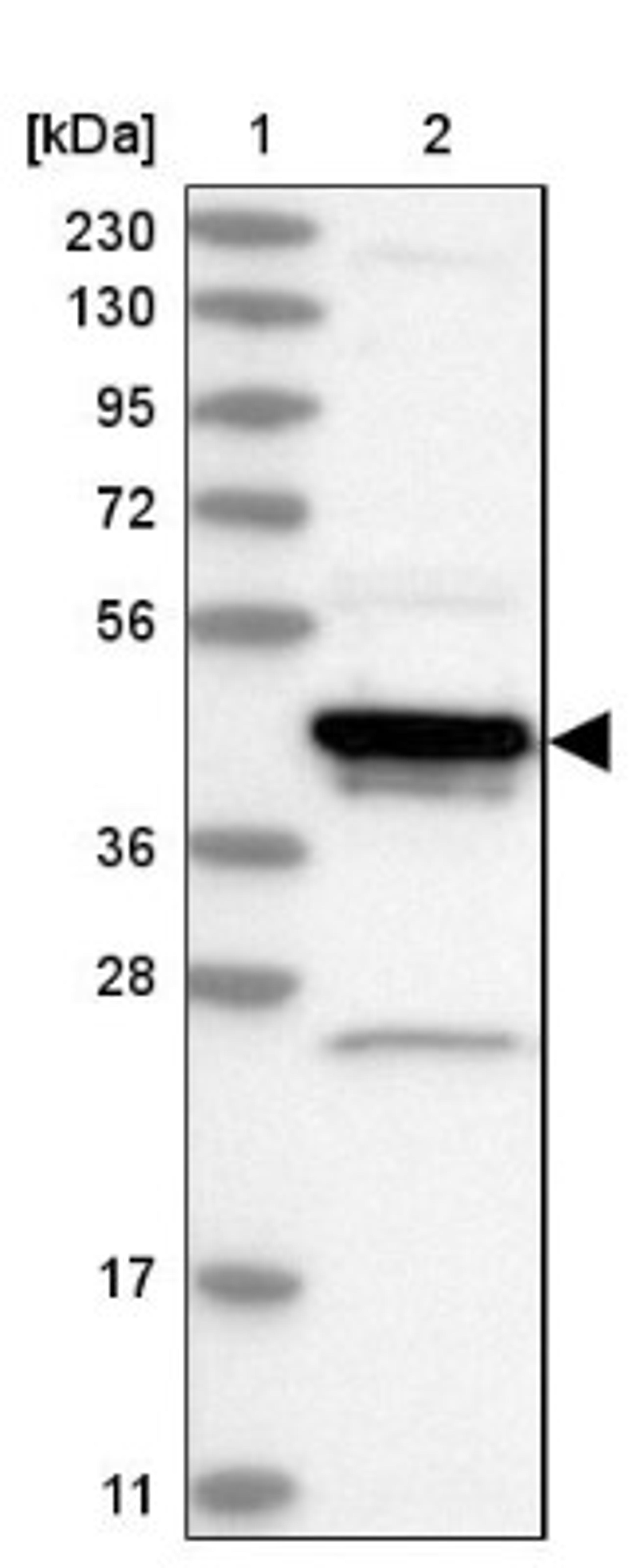 Western Blot: ARFIP1 Antibody [NBP2-38342] - Lane 1: Marker [kDa] 230, 130, 95, 72, 56, 36, 28, 17, 11<br/>Lane 2: RT-4